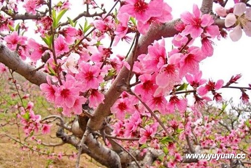 taohua(1).jpg